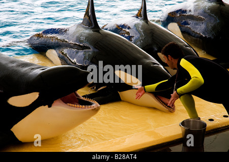 Handler feeding some killer whales during the Orca Show in Loro Parque, Puerto de la Cruz, Tenerife, Spain Stock Photo