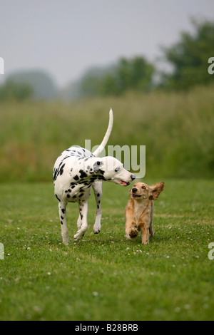 Dalmatian and English Cocker Spaniel 5 month Stock Photo