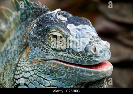 Rhinoceros Iguana (Cyclura cornuta) Stock Photo