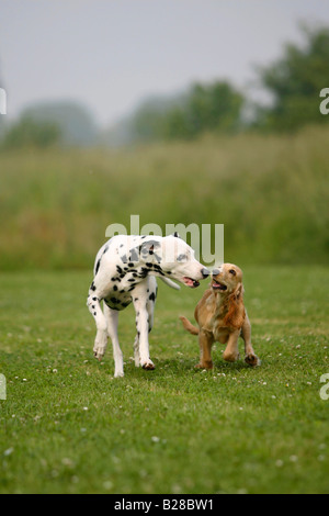 Dalmatian and English Cocker Spaniel 5 month Stock Photo