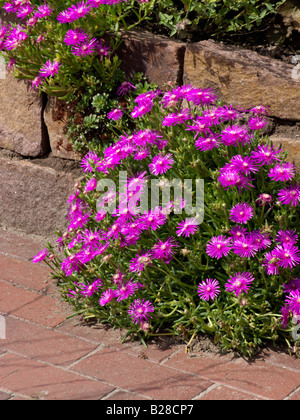 Hardy ice plant (Delosperma cooperi) Stock Photo