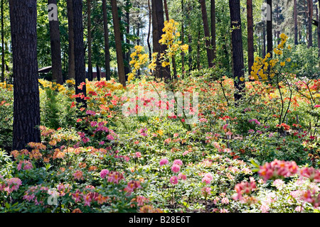 Flowering Rhododendrons in Babite Rhododendron Park Latvia Europe Stock Photo