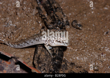 Atlantic mudskipper fish Periophthalmus barbarus Gobiidae in a mangrove swamp Cameroon Stock Photo