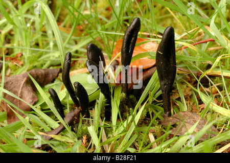 Hairy earthtongue fungi (Trichoglossum hirsutum) in grass UK Stock Photo
