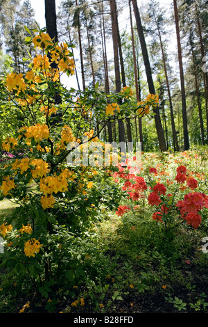 Flowering Rhododendron in Babite Rhododendron Park Latvia Europe Stock Photo