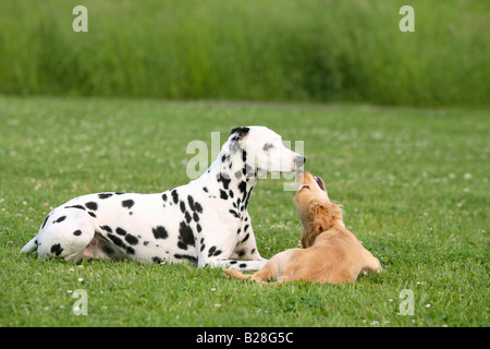 Dalmatian and English Cocker Spaniel 5 month Stock Photo