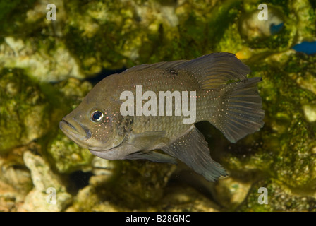 Paratilapia polleni, male, Madagascar Cichlid, Africa Stock Photo