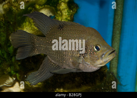 Paratilapia polleni, male, Madagascar Cichlid, Africa Stock Photo