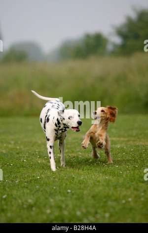 Dalmatian and English Cocker Spaniel 5 month Stock Photo