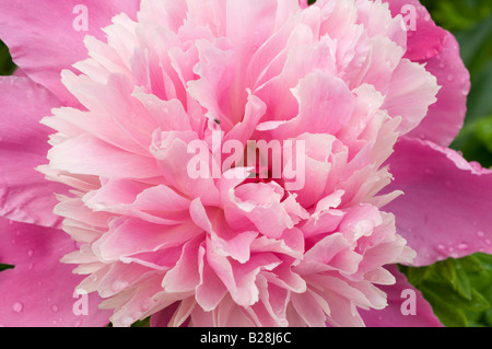 heart of a giant pink and white Common Peony Paeonia officinalis