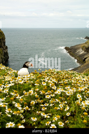 Puffin (Fratercula arctica) Just emerged from its burrow beneath the sea Mayweed on Skomer Island Pembrokeshire Stock Photo