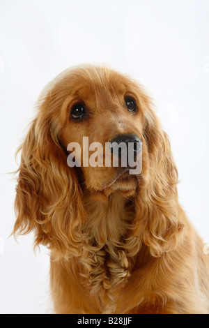 English Cocker Spaniel 6 month Stock Photo