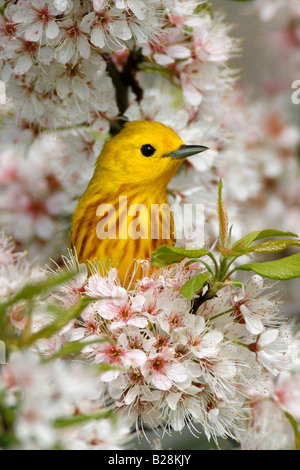 Yellow Warbler in Cherry Blossoms Vertical Stock Photo