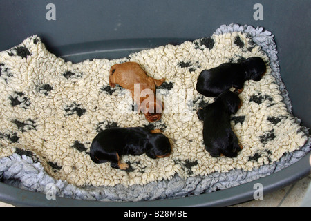 Cavalier King Charles Spaniel puppies black and tan and ruby 8 days searching for body contact sequence 2 4 Stock Photo