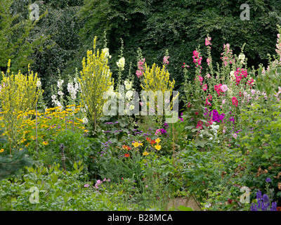 ALCEA ROSEA MIXED (HOLLYHOCKS Stock Photo - Alamy