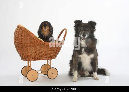 Mixed Breed Dog 8 years and Cavalier King Charles Spaniel black and tan 8 years old doll carriage