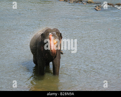 An Elephant bathes in the river at Pinnawela Elephant Orphanage, Sri Lanka. Stock Photo