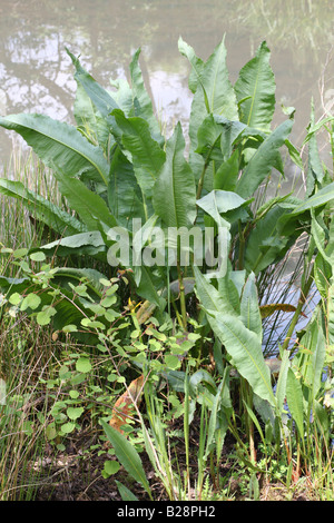 GREAT WATER DOCK Rumex hydrolapathum PLANT GROWING AT WATERS EDGE Stock Photo
