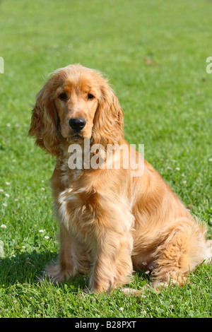 English Cocker Spaniel 6 month Stock Photo