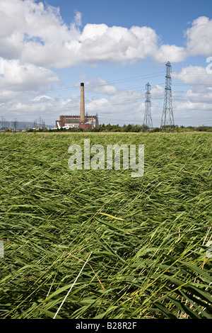 Reed beds in Newport Wetlands nature reserve and pylons in front of Uskmouth Power Station Newport Wales UK Stock Photo