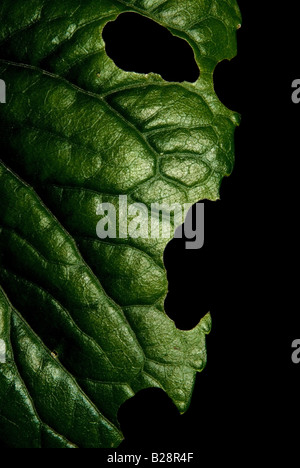 Green leaf with human expression of anger