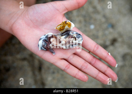 A Filipina holds a duck embryo removed from a balut in Puerto Galera, Oriental Mindoro, Philippines. Stock Photo