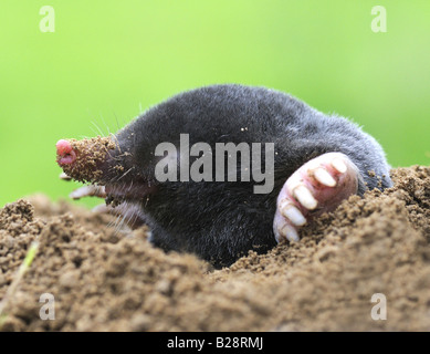 MOLE Common Mole Talpa europaea Common mammal but rarely seen the mole spends most of its life below ground working tunnels Stock Photo