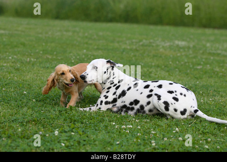 Dalmatian and English Cocker Spaniel 5 month Stock Photo