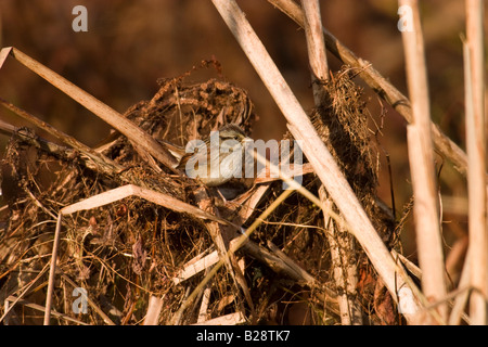 Swamp Sparrow (Melospiza georgiana) Stock Photo