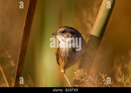 Swamp Sparrow (Melospiza georgiana) perched on a reed Stock Photo
