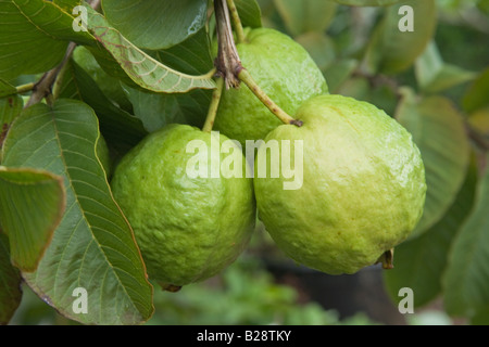 Ripening Guava fruit on branch. Stock Photo