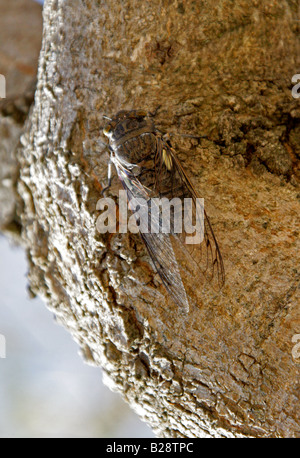 Cicada in an Acacia Tree, Monte Alban, near Oaxaca City, Oaxaca, Mexico Stock Photo