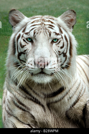 White Bengal Tiger in a close uip view portrait looking into the camera Stock Photo