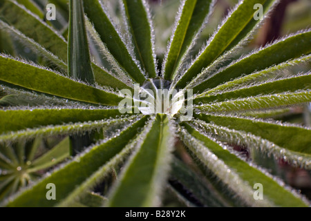 Dew drops on green Lupinus leaf Stock Photo