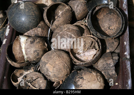 Tray filled with dried empty brown Coconut shells mixed with artificial shells used for rubber tapping and agriculture purposes Stock Photo