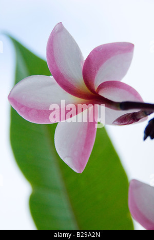 Macro shot of Plumeria common name Frangipani The Plumeria flower is used in Hawaii to make Leis Stock Photo