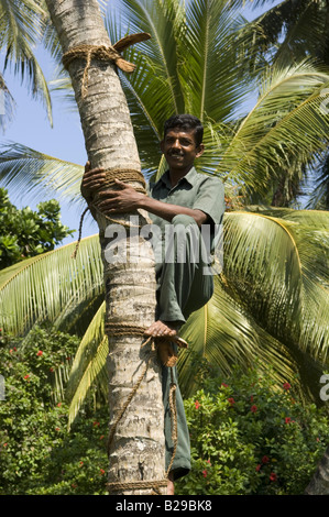Local man climbing a palm tree in Sao Tome and Principe Stock Photo - Alamy