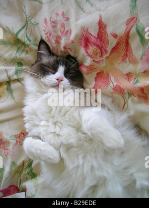 Ragdoll cat asleep on a soft bed with orchid floral print Stock Photo