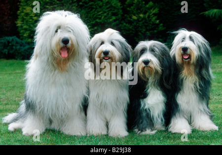 Bobtail and Bearded Collie Stock Photo