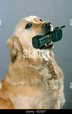 Portrait of Golden Retriever dog holding flower rose in mouth in summer ...