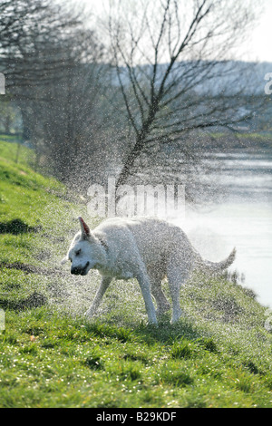 White Swiss Shepherd Dog Stock Photo
