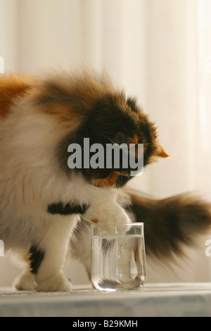 Persian Cat Stock Photo