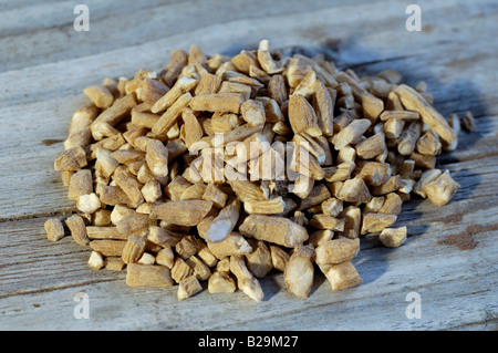 Heterophylly Falsestarwort / Tai Zi Shen Stock Photo