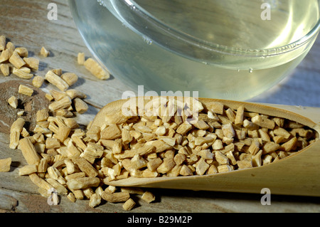 Heterophylly Falsestarwort tea / Tai Zi Shen Stock Photo