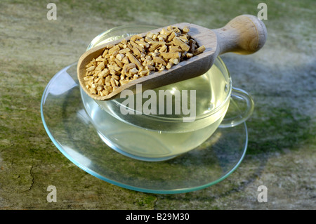 Heterophylly Falsestarwort tea / Tai Zi Shen Stock Photo