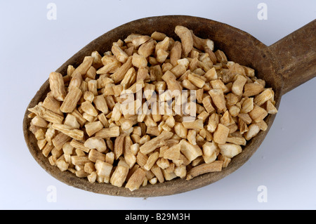 Heterophylly Falsestarwort / Tai Zi Shen Stock Photo