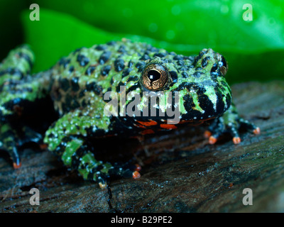 Oriental Fire-bellied Toad Stock Photo