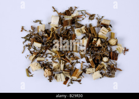 Sweet Wormwood Herb / Qing Hao Stock Photo