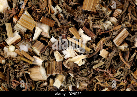 Sweet Wormwood Herb / Qing Hao Stock Photo