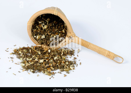 Sweet Wormwood Herb / Qing Hao Stock Photo